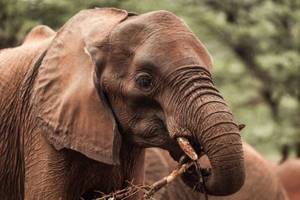 
        Суд не признал слониху личностью и отказался освободить ее из зоопарка            