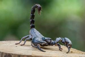 
        Может ли скорпион ужалить сам себя?            
