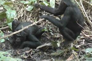 
        Живущие в лесу шимпанзе научились копать колодцы            