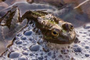 
        Зоозащитники заявили об угрозе популяции лягушек из-за их поедания европейцами            