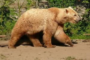 
        Найдено сходство в эволюции медведя и человека            