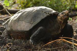 
        Черепахи живущие в неволе, почти не стареют            