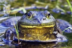 
        Лохнесское чудовище может оказаться гигантской жабой            