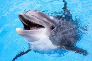 
        Классическая музыка сделала дельфинов более дружелюбными            