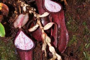 
        В Индонезии обнаружили подземное хищное растение            