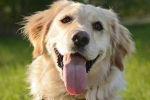 
        Обнаружены новые связи между обонянием и зрением собак            