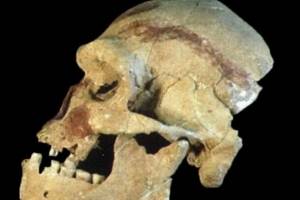 
        Антропологи поставили диагноз 100-тысячелетнему человеку            