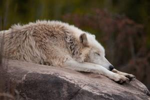 
        Ученые впервые сравнили сон волков и собак            