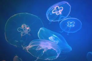 
        У медуз нашли гены, способствующие «бессмертию»            
