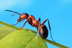 
        Ученые предложили использовать муравьев вместо токсичных пестицидов            