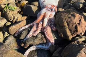 
        Тушу гигантского кальмара нашли на пляже в ЮАР            