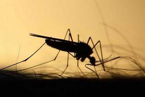 
        У комаров больше способов найти человека, чем считалось раньше            