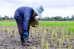 
        Китай защитит урожай от засухи с помощью искусственных осадков            