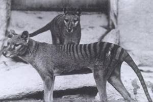 
        Тасманского тигра возродят с помощью генетических технологий            