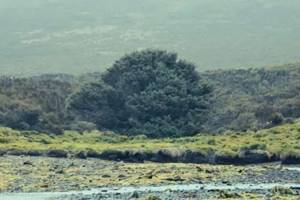 
        «Самое одинокое дерево в мире» расскажет о климатических изменениях            