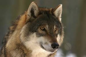 
        Волки могут привязываться к людям также сильно, как и собаки            