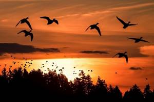 
        Почти половина всех видов птиц в мире находится в упадке            