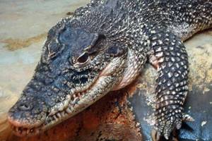 
        Крокодилы-«зомби» оккупировали реку в Бразилии            