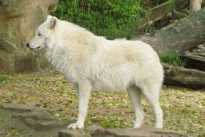 
        Арктического волка впервые клонировали в Китае            