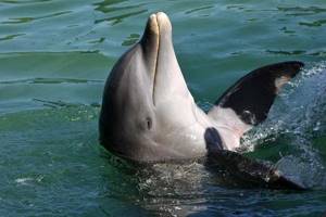 
        Ученые нашли способ проверить здоровье диких дельфинов            