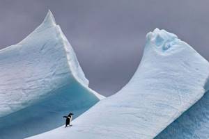 
        Тающий ледник Антарктиды поднимет уровень моря почти на полметра            