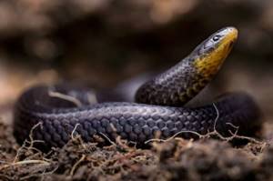 Ученые обнаружили сразу три новых вида змей, которые живут под землей