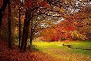 
        Почему листья осенью меняют цвет            