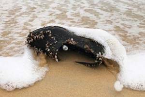 
        Создана обувь, которая полностью растворяется в морской воде            