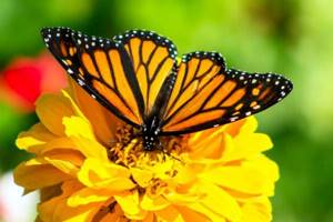 
        Раскрыт секрет образования причудливого узора на крыльях бабочек            