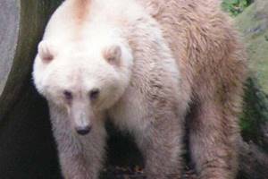 
        Гибриды белого и бурого медведей начали появляться в Якутии            
