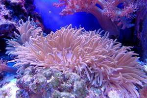 
        Кораллы помогают спасать другие кораллы            
