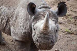 
        Рога носорогов уменьшились за последние сто лет из-за активной охоты            
