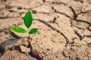 
        Как древние растения адаптировались к засушливой Земле            