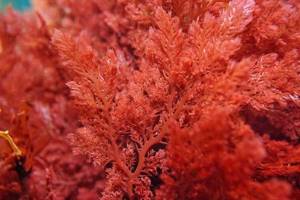 
        Неизвестные науке красные водоросли открыли в Антарктиде            