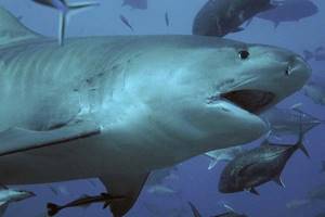 
        Тигровые акулы измерили крупнейший на земле подводный лес            