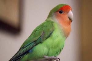 
        Ученые выявили самых разговорчивых попугаев            