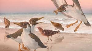 Птицы эволюционировали раньше, чем предполагали ученые