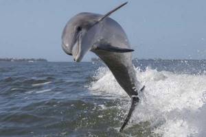 
        Дельфин-афалина совершил рекордное путешествие            