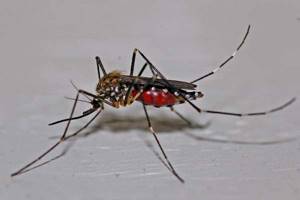 
        В Азии нашли комаров-мутантов, которые переносят десятки вирусов            