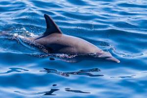 
        Новый подвид дельфина эволюционирует в Тихом океане            