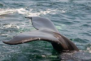 
        Ученые предлагают использовать китов для борьбы с глобальным потеплением            