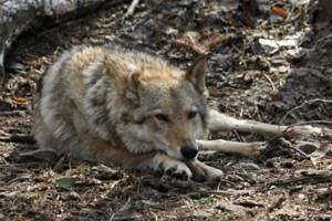 
        Волки, зараженные токсоплазмозом чаще становятся вожаками            