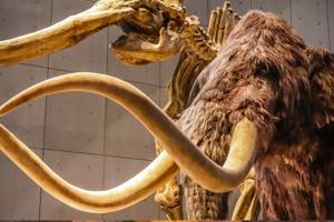 
        Палеонтологи определили время вымирания мамонтов в Арктике            