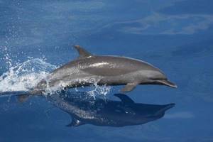 
        Что заставляет дельфинов выбрасываться на берег            