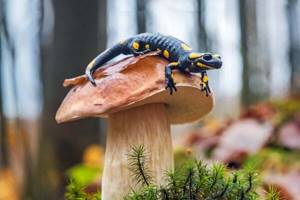 
        Один из первых наземных хищников Земли оказался похож на саламандру            