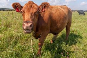 
        «Умные часы» для коров разработали в Китае            