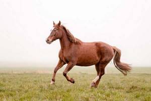 
        Коня для скачек впервые клонировали в Китае            