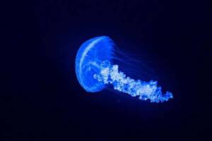 
        Как бессмертные медузы повернули время вспять            