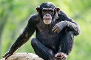 
        Теорию об эволюции прямохождения у людей развенчали благодаря шимпанзе            