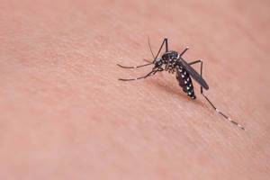 
        В Азии появились комары-мутанты, сверхустойчивые к инсектицидам            